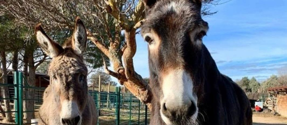 Dos de los animales del Santuario Vegan