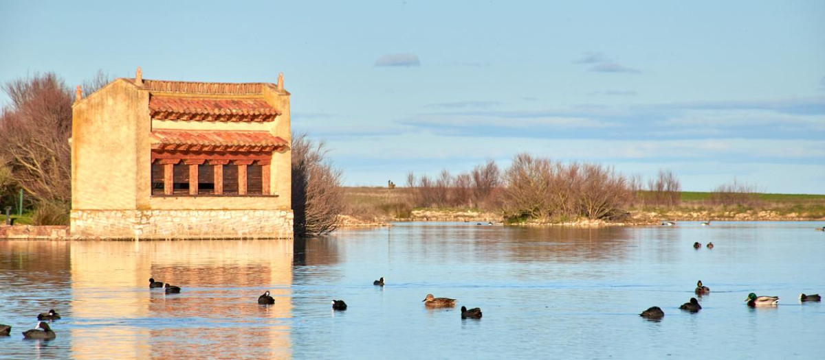 Observación de aves en la Laguna de Villafáfila con muchas aves en el agua