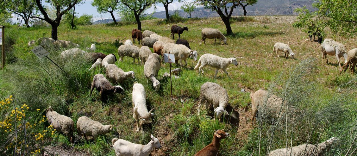 Ovejas y cabras