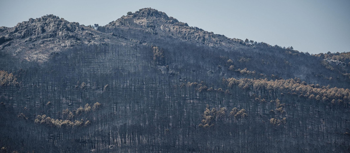 Paisaje en La Mierla tras los incendios