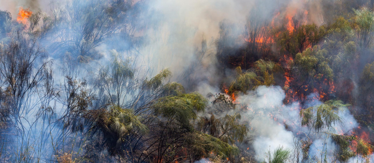 Incendio Forestal
