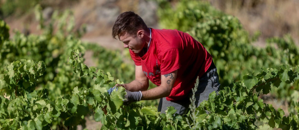Un trabajador recogiendo uvas.