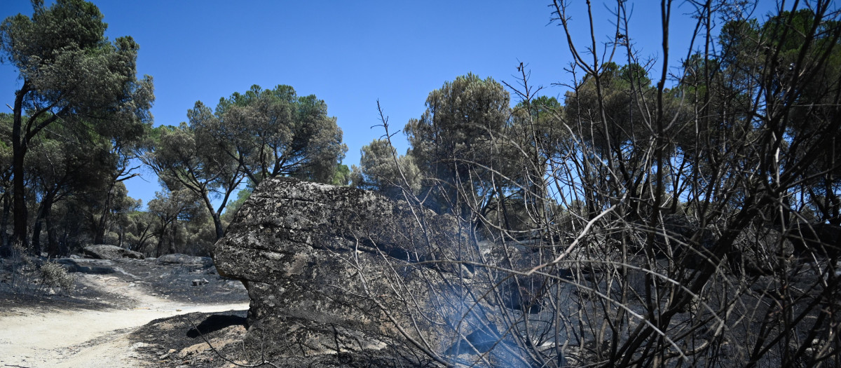 Zonas calcinadas tras el paso del incendio de la Sierra Oeste de Madrid, a 30 de julio de 2026