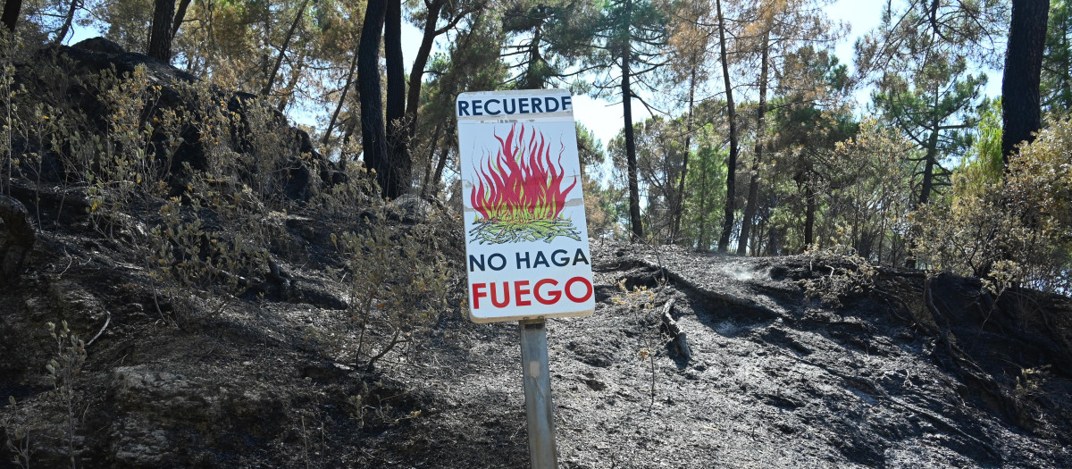 Zonas calcinadas tras el paso del incendio de la Sierra Oeste de Madrid