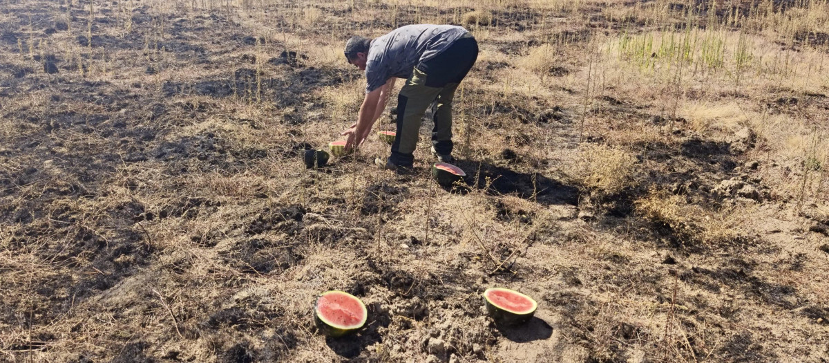 Vecinos de Fermoselle (Zamora) dan de comer a la fauna que se hasalvado de las llamas, esparciendo fruta y cereal por el campo