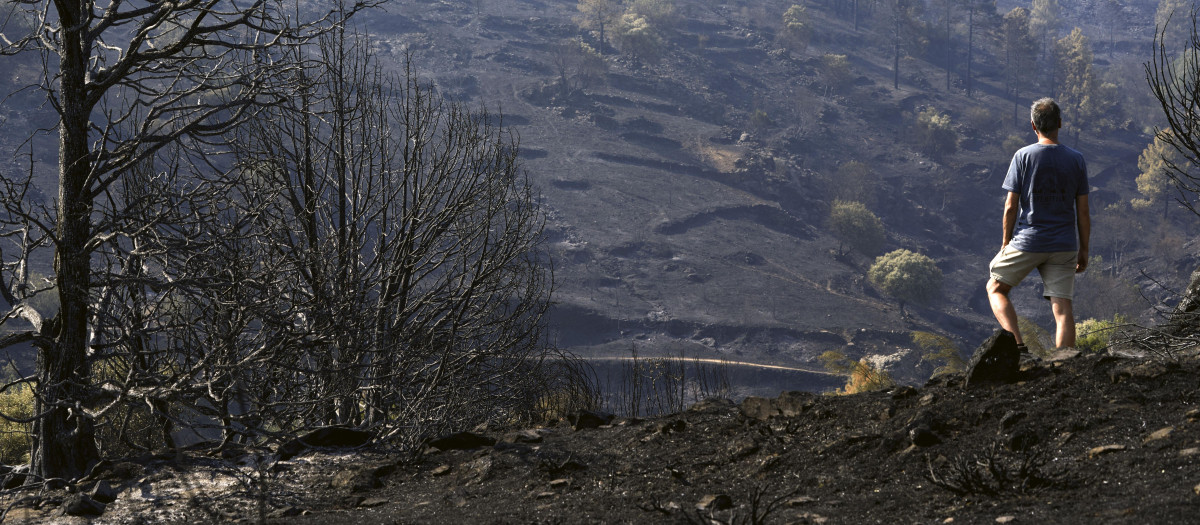 Un hombre observa uno de los pinares arrasados por el incendio de Burgohondo (Ávila) en el Parque Natural del Valle de Iruelas, una de las mayores colonias de buitre negro de Europa