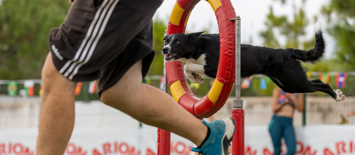Imagen de archivo de una competición de agility.