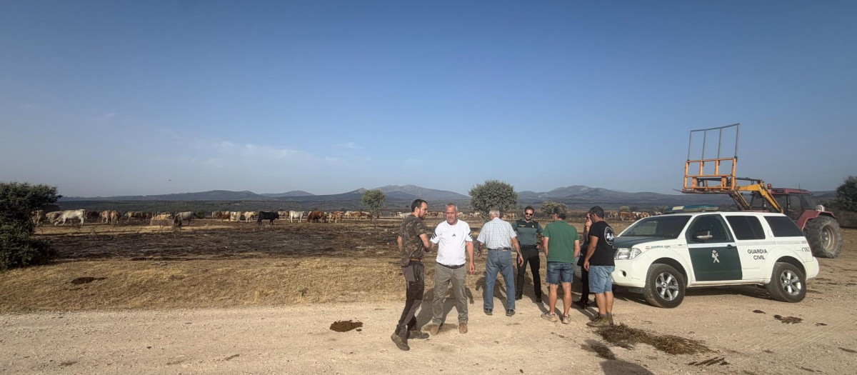 Ganado en La Mierla con los pastos calcinados