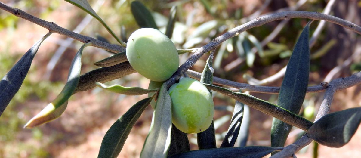 Aceitunas en el olivo