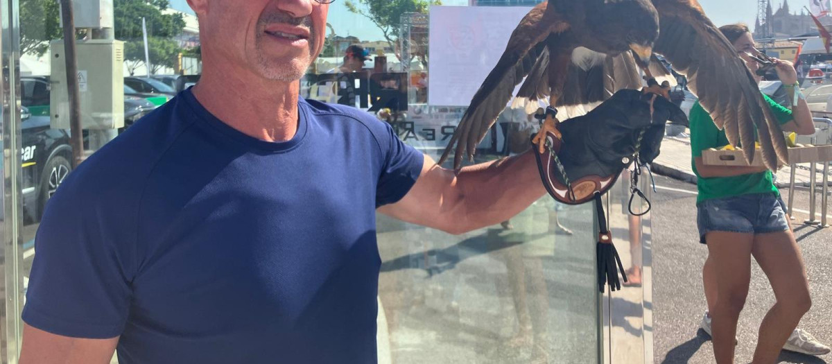 El cetrero Toni Mas con el aguila de Harris 'Flecha' en el Real Club Náutico de Palma