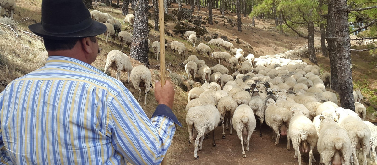 Un pastor con su rebaño de ovejas en Gran Canaria