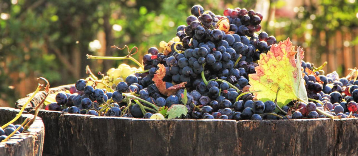 Uvas