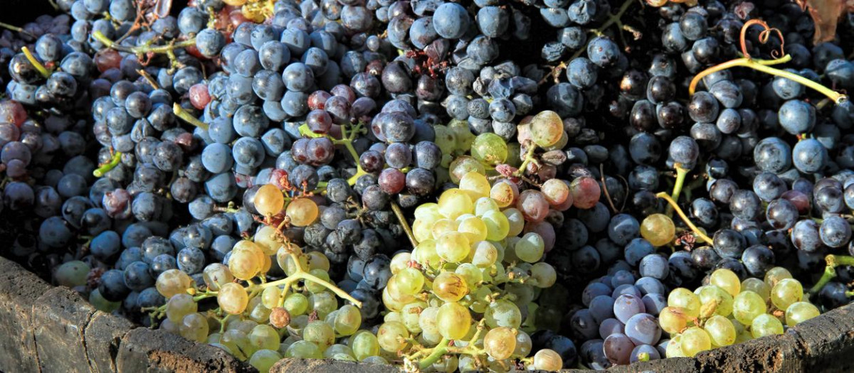 Uvas