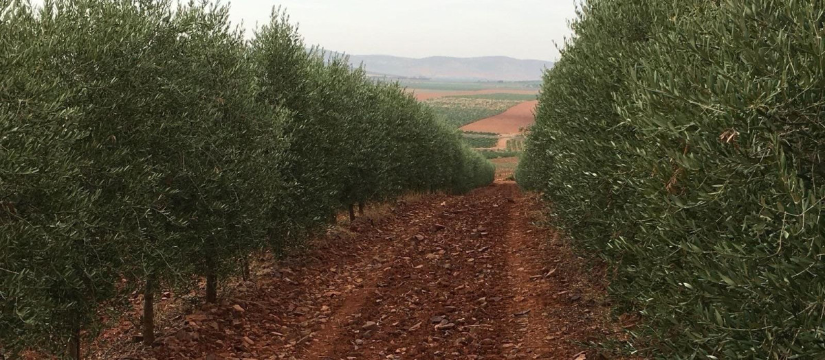 Olivar superintensivo en seto