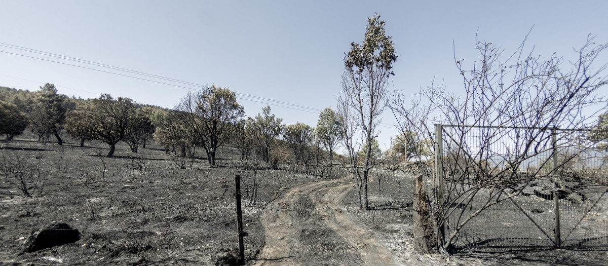 Una de las zonas quemadas por el fuego, a 21 de julio de 2026, en Lozoyuela