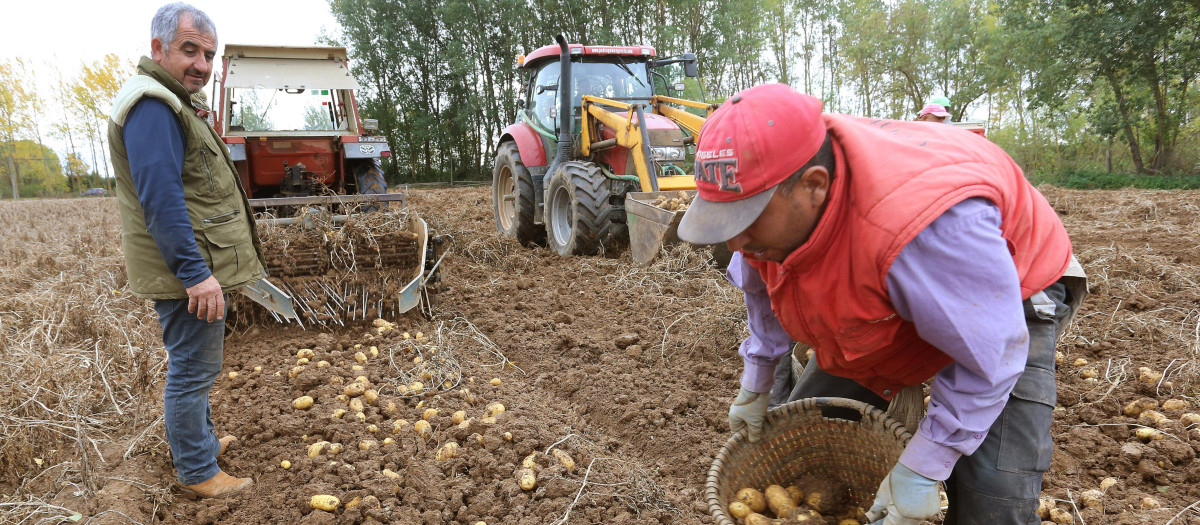 Un agricultor en su finca de patatas cercana a Ventosa de Pisuerga (Palencia)