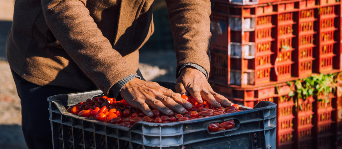 Un trabajador manipula tomates en un mercado en Marruecos
