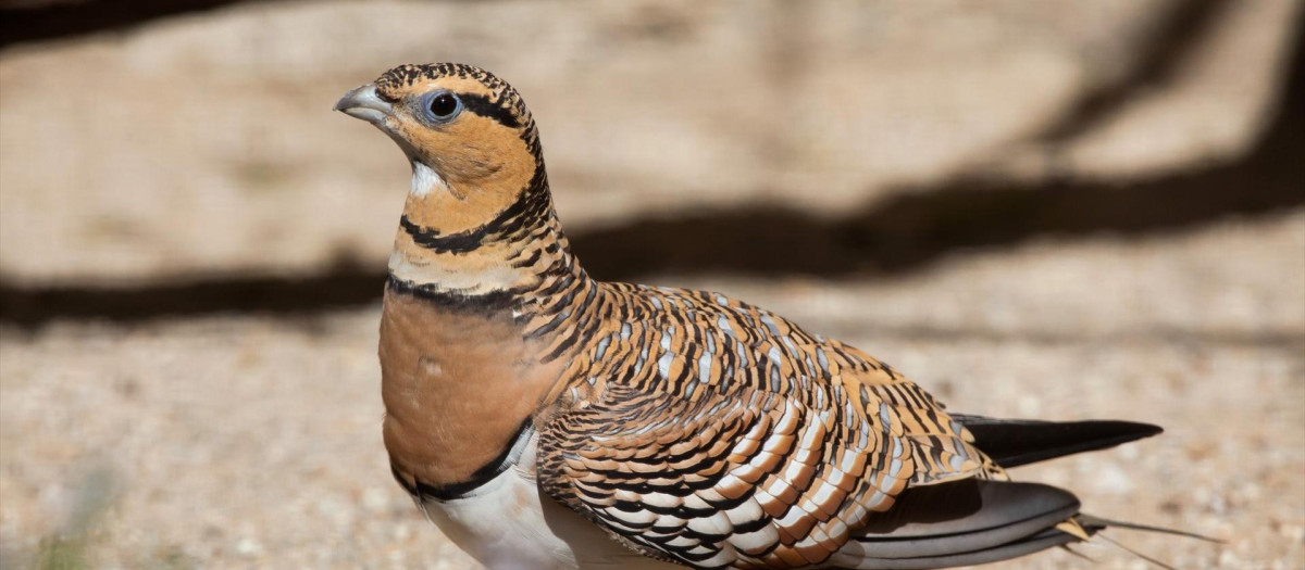 (Foto de ARCHIVO)
Ave en la ZEPA del este de Albacete.

REMITIDA / HANDOUT por SEO/BIRDLIFE
Fotografía remitida a medios de comunicación exclusivamente para ilustrar la noticia a la que hace referencia la imagen, y citando la procedencia de la imagen en la firma
30/7/2026