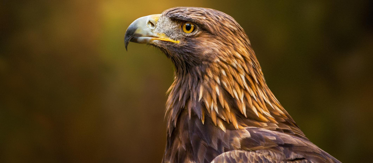 Águila Real