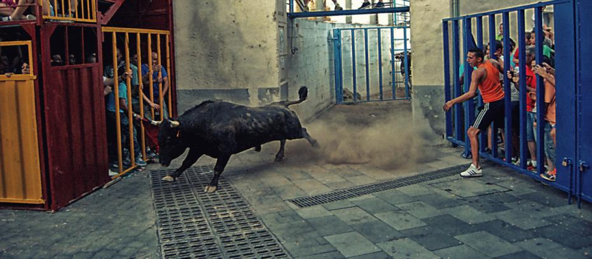 Salida de una vaca en Castalla (Alicante)