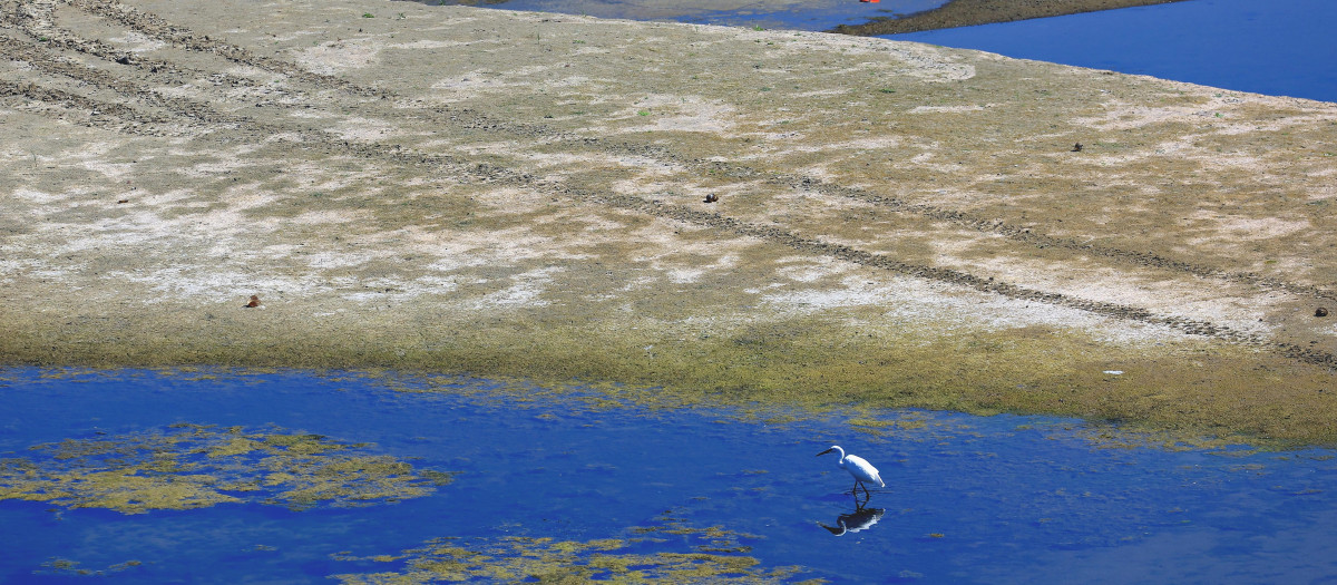 Rasova (Romania), 05/08/2026.- A little egret searches for food among sandbars and puddles along the Danube river, amidst historic low water levels, in the village of Rasova, near Cernavoda Nuclear Power Plant, Romania, 05 August 2026. The Danube's water levels dropped to a historic low, matching levels not seen since 1985 in Romania, amid severe drought and prolonged heatwaves. This prompted authorities to restrict water use for agricultural irrigation, disrupting river transport, tourism, and the energy sector. On 31 July, the government declared a nationwide state of alert for August to manage the impact of electricity shortfalls. (sequía, Rumanía) EFE/EPA/ROBERT GHEMENT