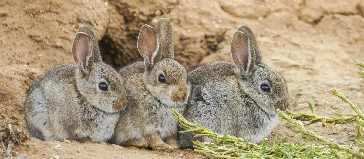 3 Brown hares near their burrow, mammals in the wild, outdoors in spring, Villafafila, Zamora – Spain
