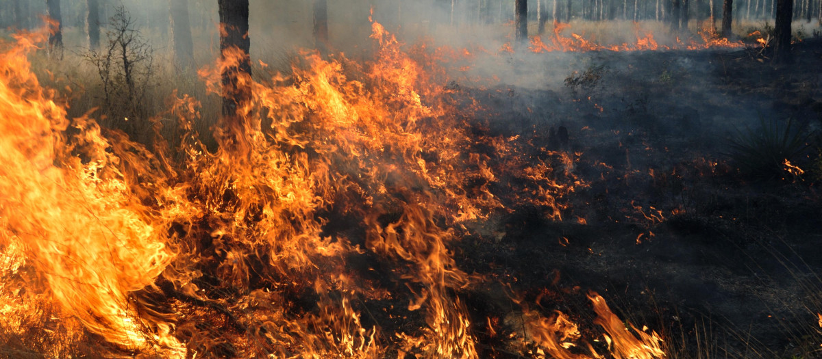 Incendio Forestal