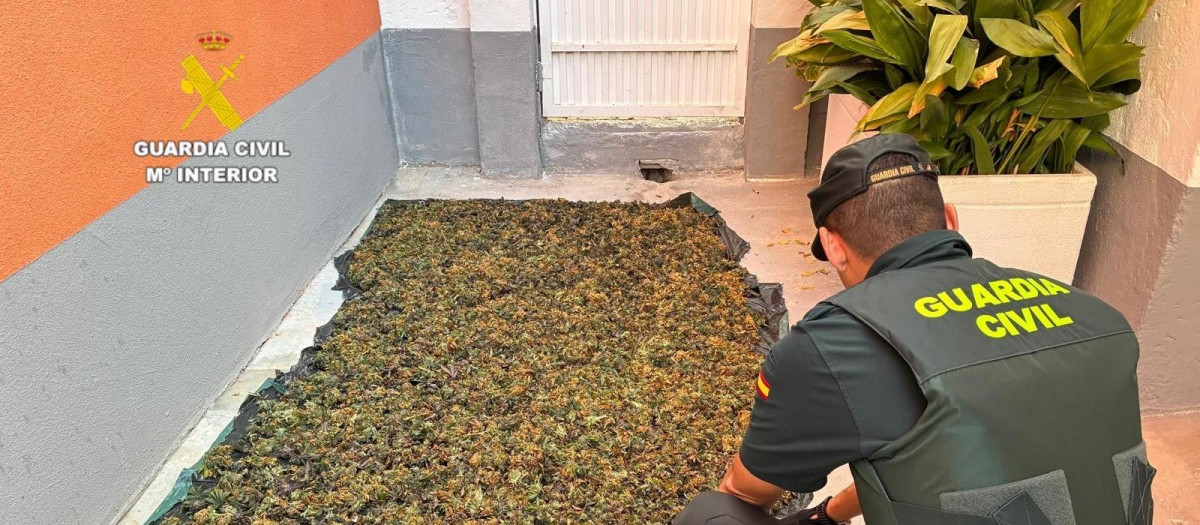 Imagen de una de las plantas encontradas en un negocio de segunda mano en Burriana