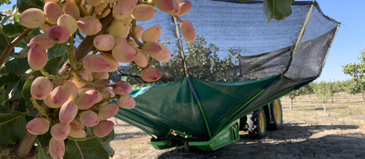 Recogida de pistacho por parte del Grupo Pistacyl de Castilla y León