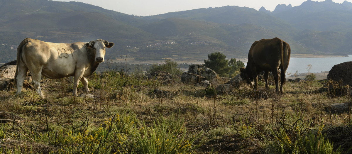Dos vacas en el embalse de Salas en la cuenca Miño-Sil