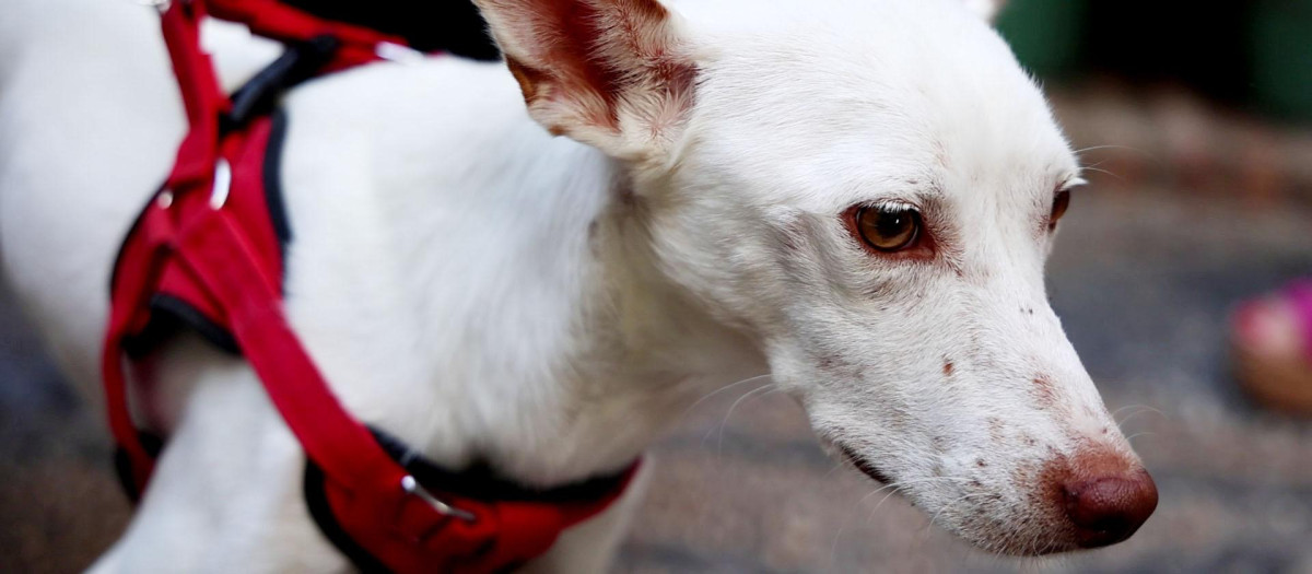 Adopción de perros