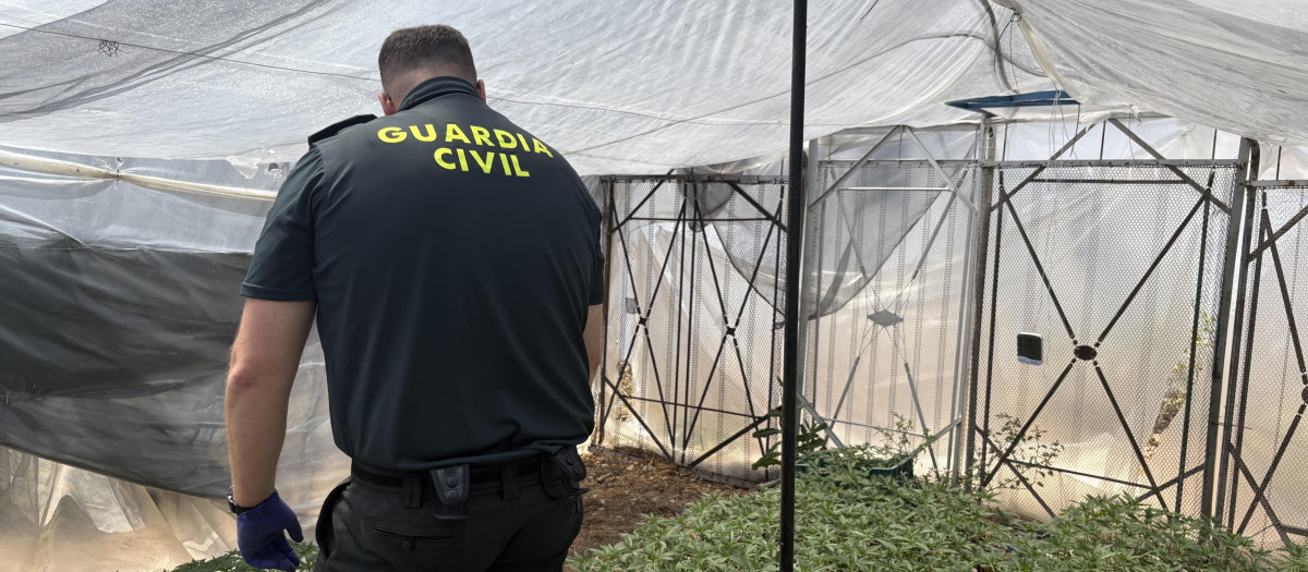 Guardia Civil en la plantación de Pozoblanco