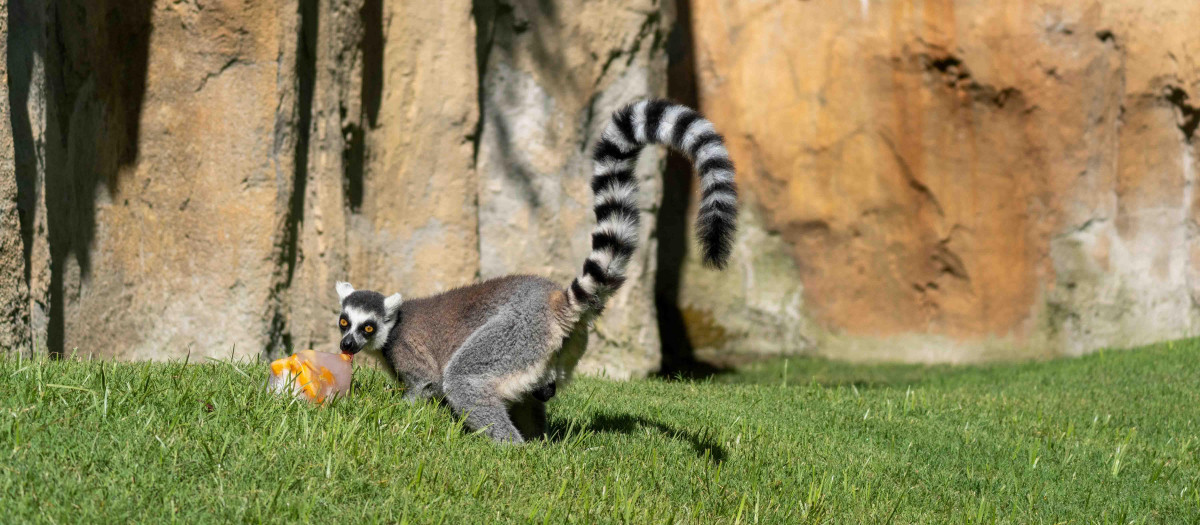 Imagen de uno de los lémures en BIOPARC Valencia.