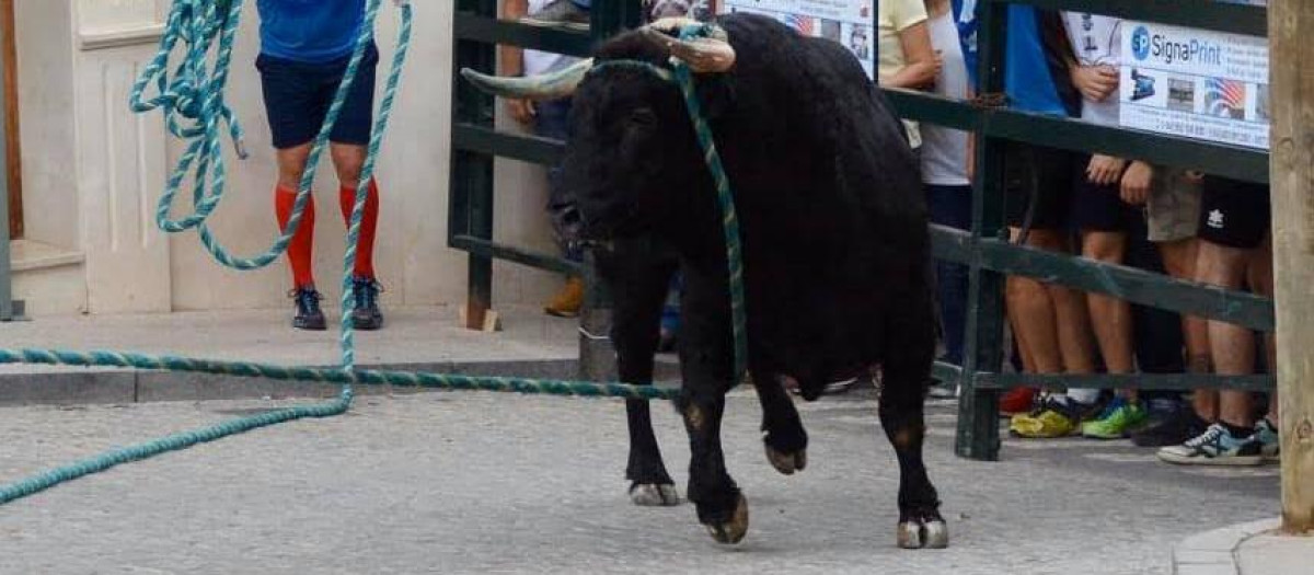 Toro de cuerda de Carcabuey