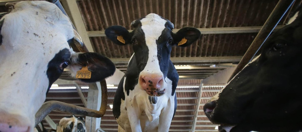 Vacas de una ganadería de lácteo en Sabadelle, a 7 de agosto de 2023, en Chantada, Lugo, Galicia (España). Ganaderos gallegos han denunciado en los últimos días "abandono" por parte de la Xunta ante la vacunación contra la lengua azul. A este respecto, Unións Agrarias ha denunciado una situación "desesperada" por el veto a que se puedan sacar reses de las granjas sin vacunar. Urge a que se amplíen los medios disponibles. Por su parte, la Xunta defiende que "no hay ningún tipo de bloqueo ni de retraso en la campaña de vacunación de lengua azul", al tiempo que sostiene que el Gobierno gallego está actuando con la "máxima diligencia y eficacia".

Carlos Castro / Europa Press
07 AGOSTO 2023;VACAS;ENFERMEDAD;GANADERÍA;LECHE;CARNE;
07/8/2023
