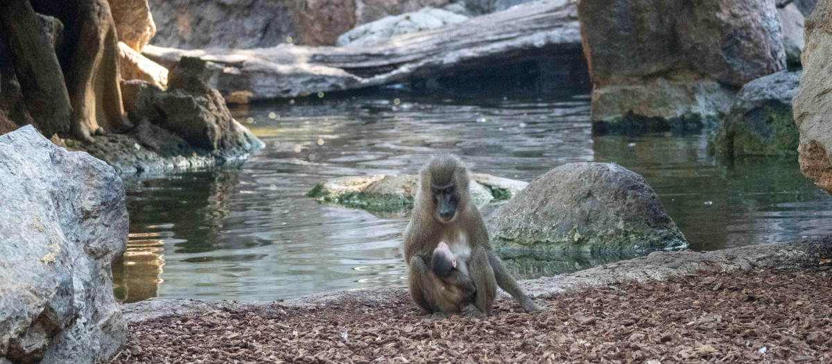 Imagen de la madre y cría de dril en BIOPARC Valencia.