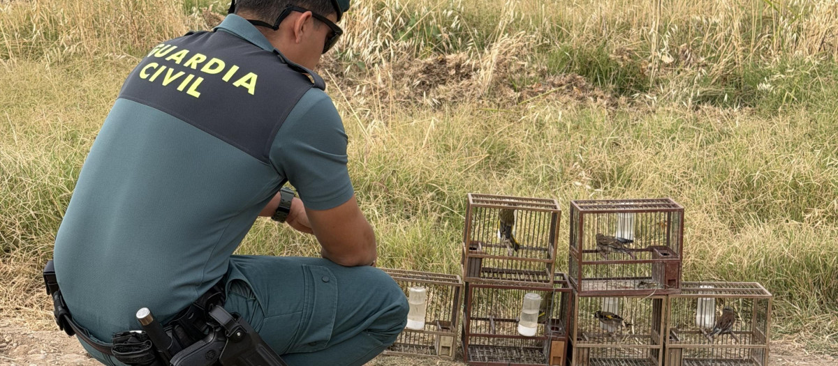 Agente del Seprona en Córdoba observando una trampa ilegal para aves fringílidas