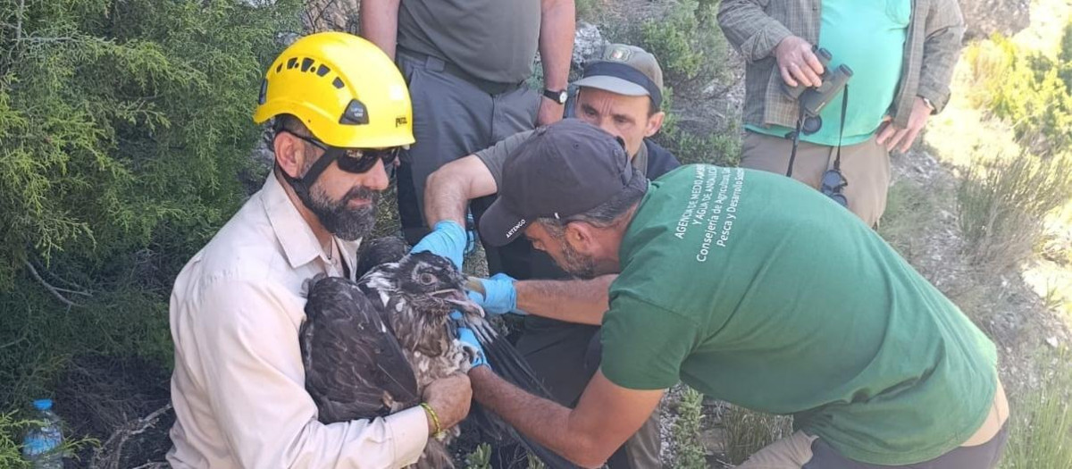 Yeste (Albacete) da la bienvenida a 'Cardaor', primer quebrantahuesos nacido en la provincia tras más de medio siglo

REMITIDA / HANDOUT por JCCM
Fotografía remitida a medios de comunicación exclusivamente para ilustrar la noticia a la que hace referencia la imagen, y citando la procedencia de la imagen en la firma
24/8/2026