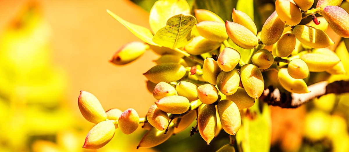 Pistachos