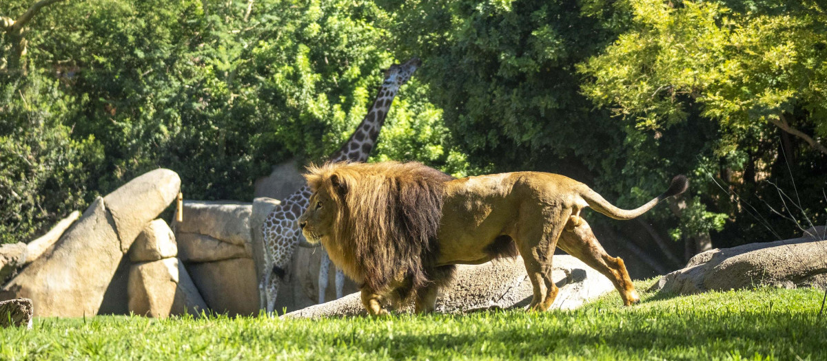 Imagen de archivo de un león  una jirafa en la sabana de BIOPARC Valencia