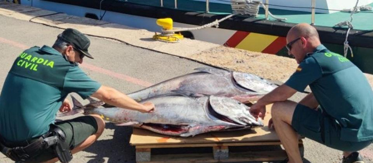 Imagen de archivo de dos agentes de la Guardia Civil con un ejemplar de atún rojo