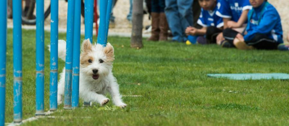 Pozuelo aprueba la creación de un nuevo centro de bienestar animal