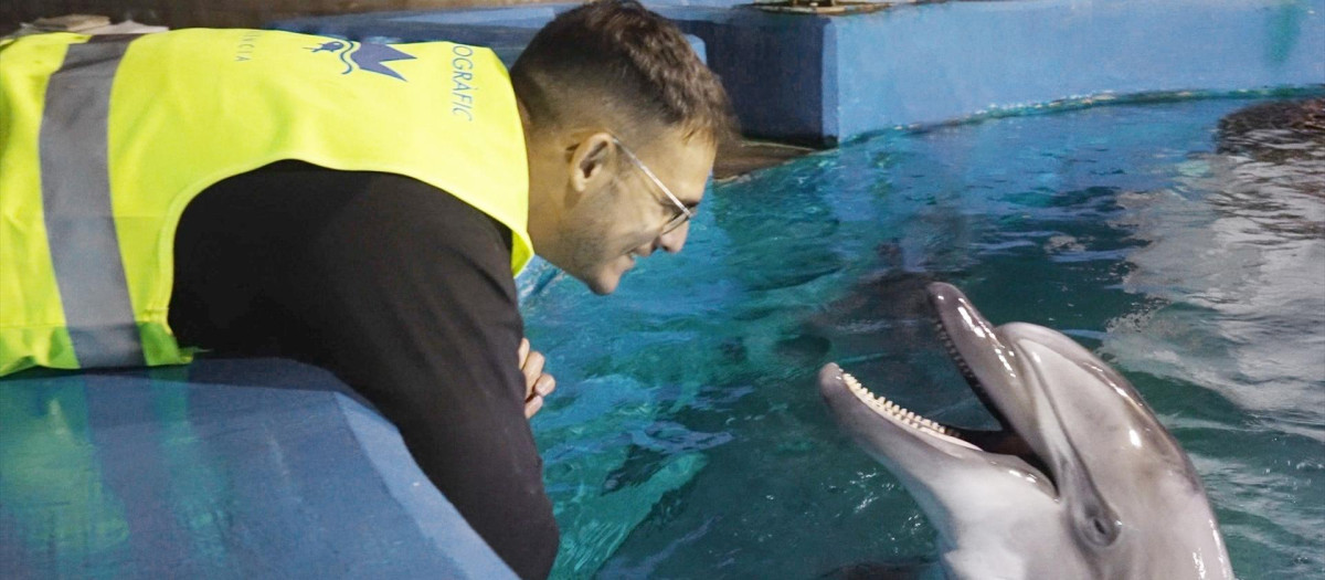 Imagen de una beluga trasladada desde Canadá a Valencia con su cuidador en el Oceanográfico