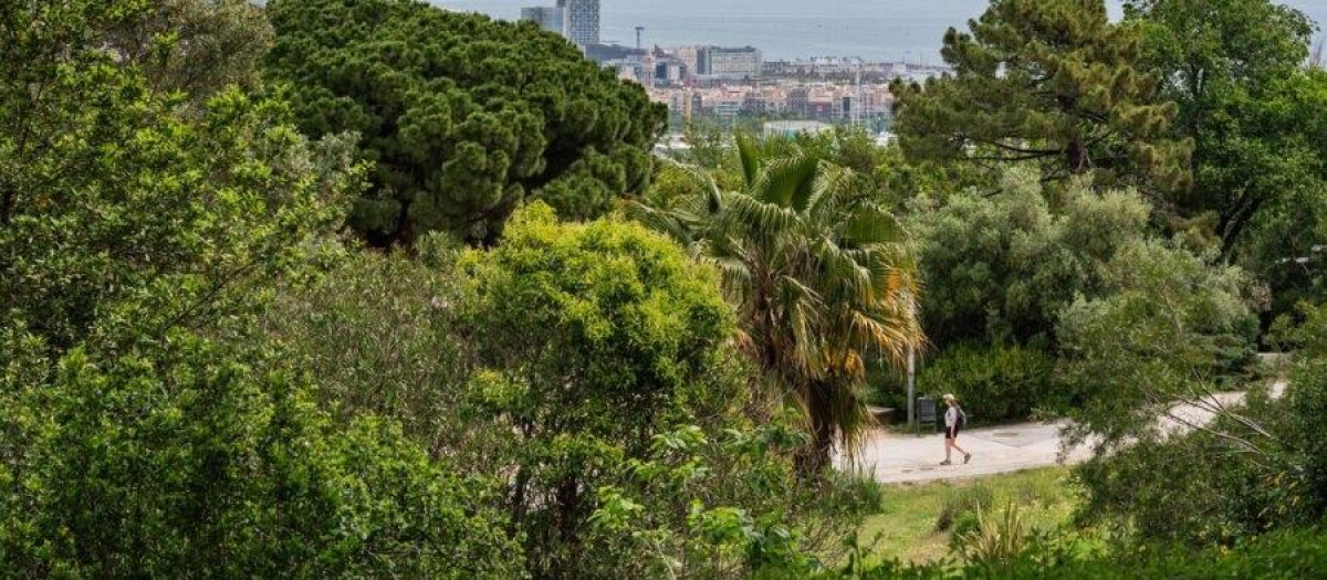 Árboles en Barcelona