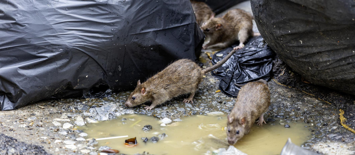 Ratas en un entorno urbano