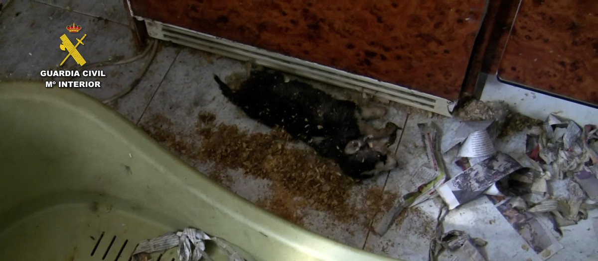 Imagen de archivo del año 2020 de un criadero de perros ubicado en Melgar de Fernamental (Burgos)