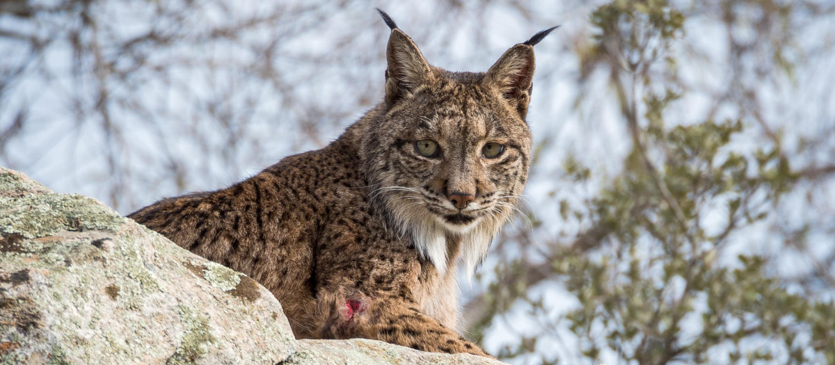 Lince Ibérico