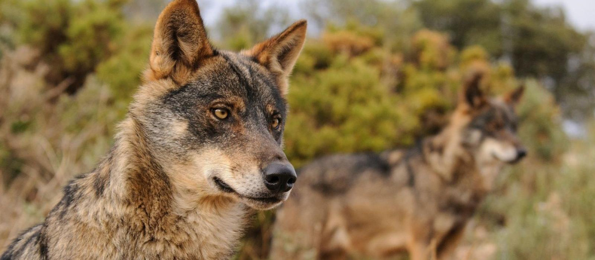 Ejemplar de lobo ibérico