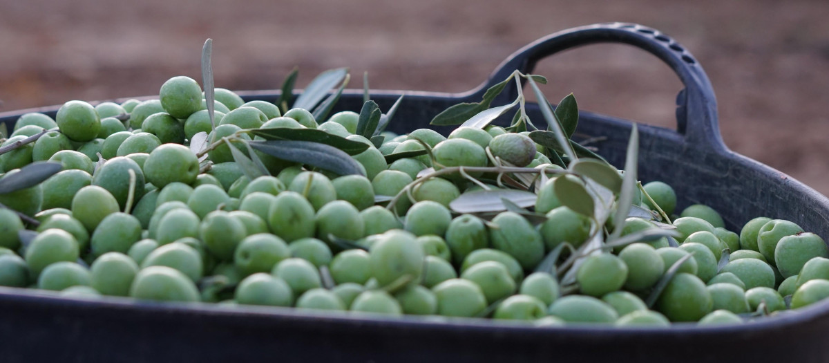Imagen de una recolecta de aceitunas.