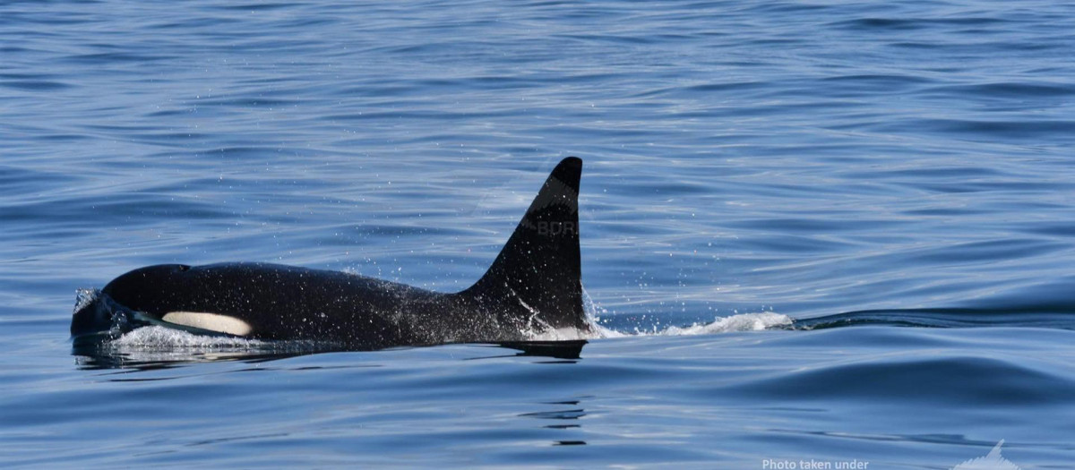 Una de las orcas presentes en las Rías Baixas gallegas el pasado domingo